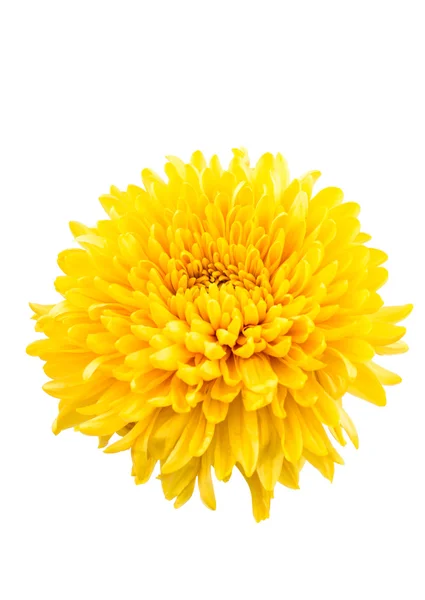 Beautiful chrysanthemum isolated — Stock Photo, Image