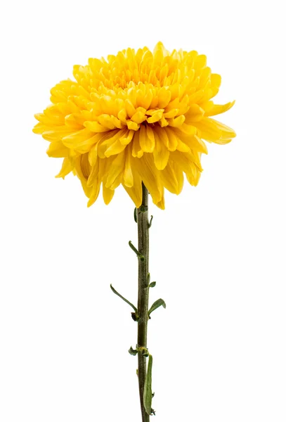 Beautiful chrysanthemum isolated — Stock Photo, Image