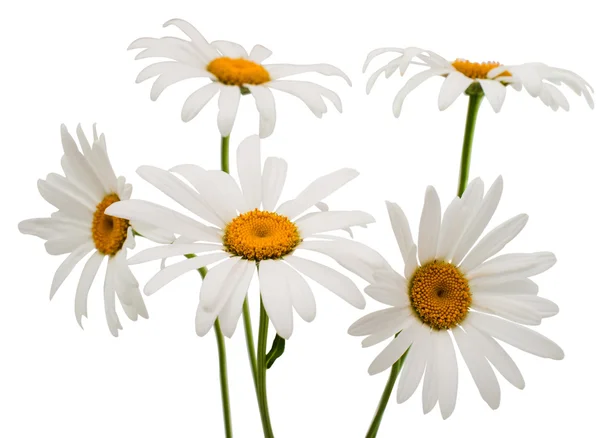 Daisy floral be — Stock Photo, Image