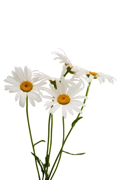 Daisy bloemen worden — Stockfoto