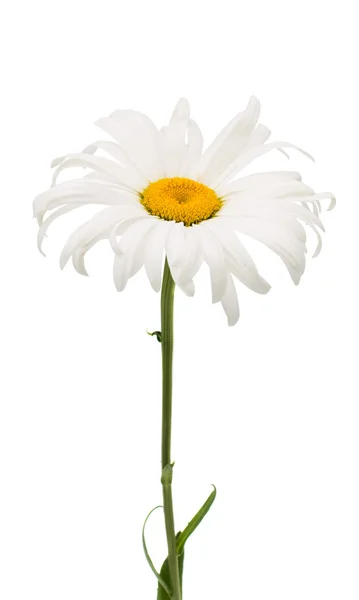 Daisy blommor vara — Stockfoto