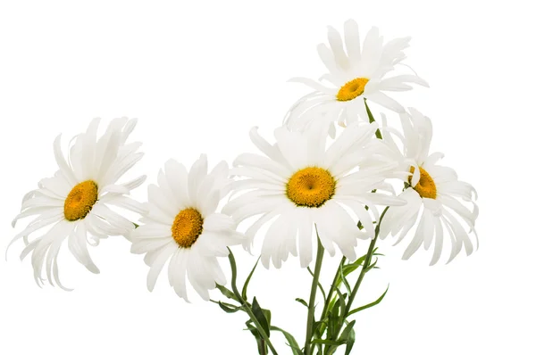 Daisy bloemen worden — Stockfoto