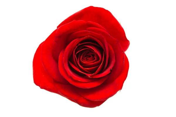 Red rose isolated — Stock Photo, Image