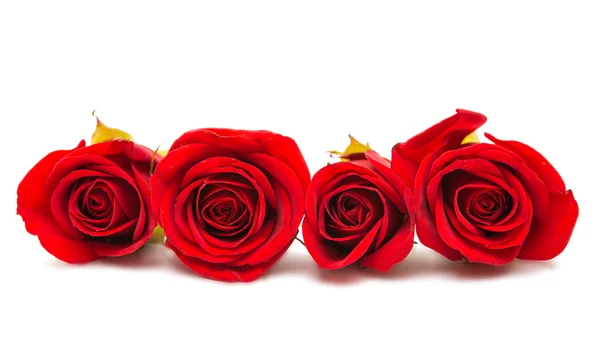 붉은 장미가 분리 됨 — 스톡 사진