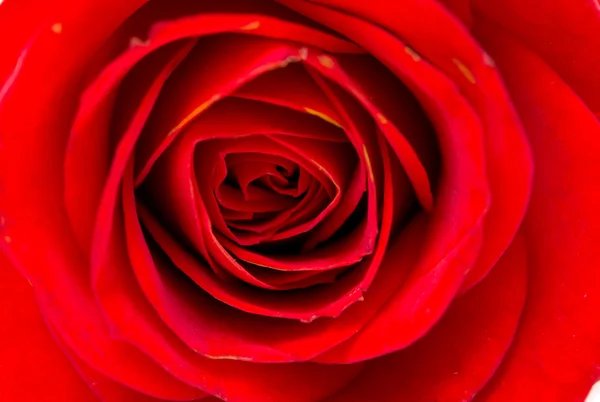 Uno scatto macro ravvicinato di una rosa rossa — Foto Stock