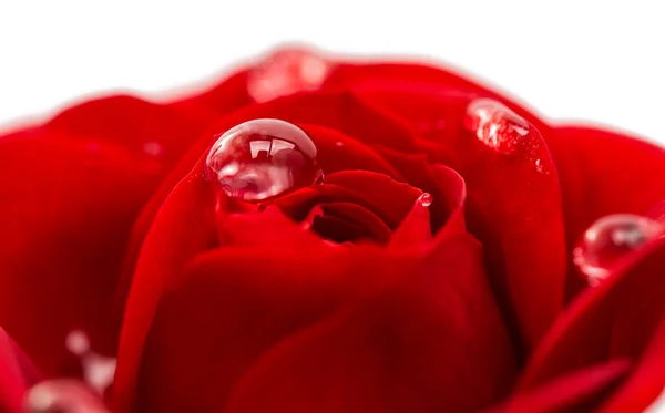 Red rose with drops close-up — Stock Photo, Image