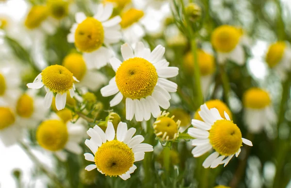 Medicinska daisy blomman — Stockfoto