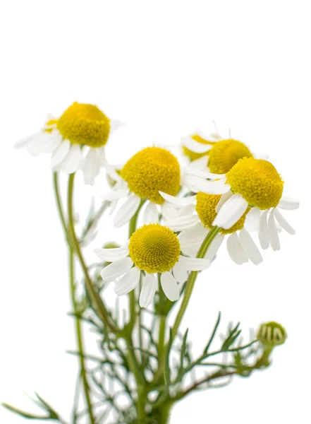 Flor de margarida médica — Fotografia de Stock