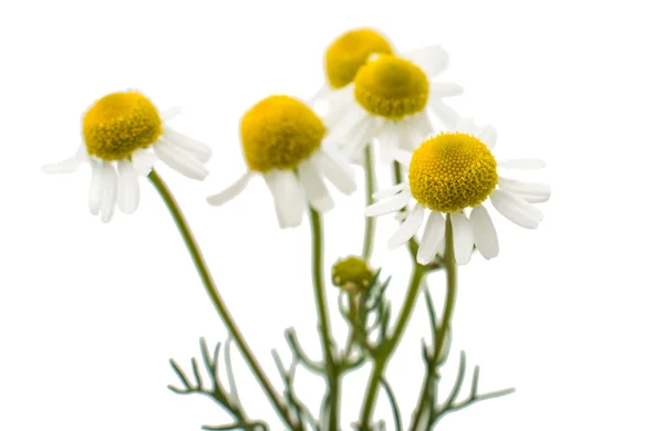 Medical daisy flower — Stock Photo, Image