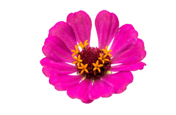 Zinnias flower isolated — Stock Photo, Image