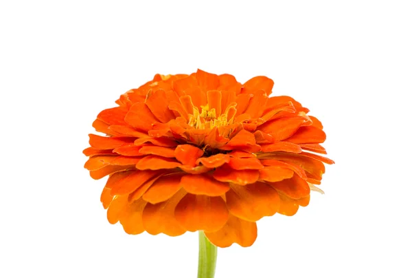 Zinnias blomma isolerade — Stockfoto