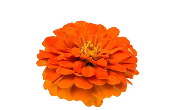 Zinnias blomma isolerade — Stockfoto