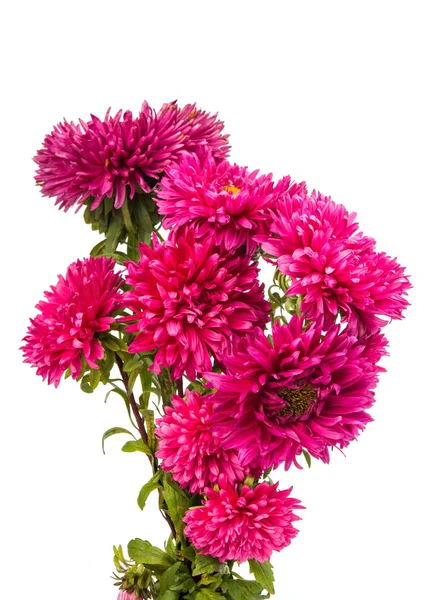 A bouquet of asters isolated — Stock Photo, Image