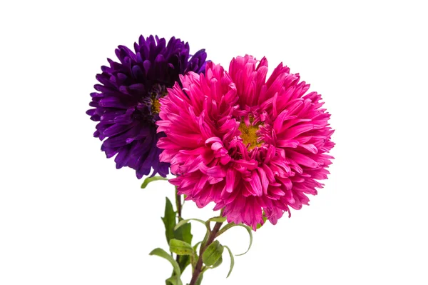 Un bouquet d'asters isolé — Photo