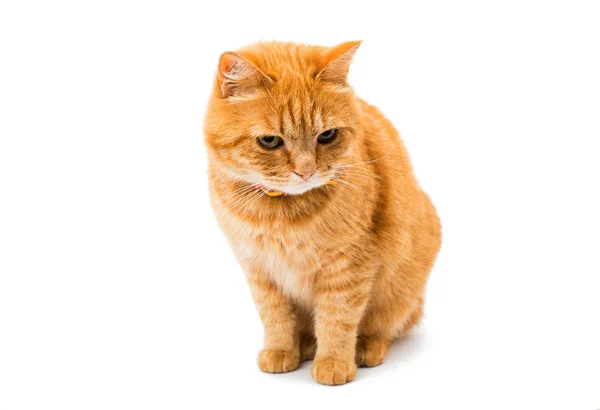 红猫离体röd katt isolerade — Stockfoto