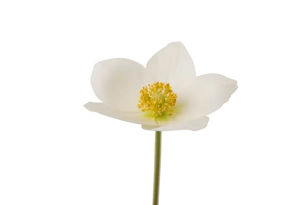 Bílý květ sasanky dubravnaya izolované — Stock fotografie
