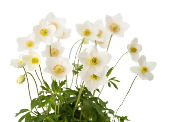 Anémone fleur blanche Dubravnaya isolé — Photo