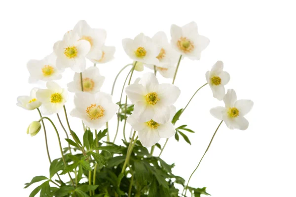 Witte bloem anemone dubravnaya geïsoleerd — Stockfoto