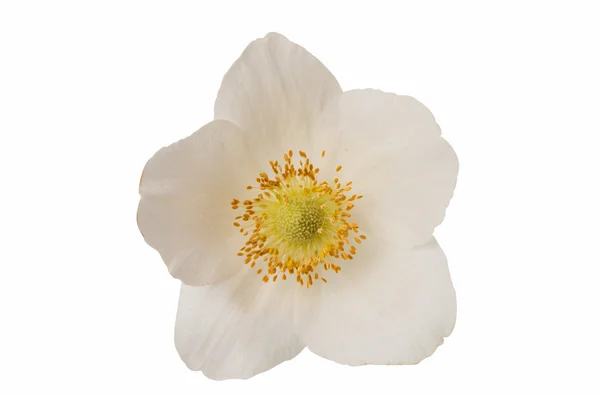 White flower anemone Dubravnaya isolated — Stock Photo, Image