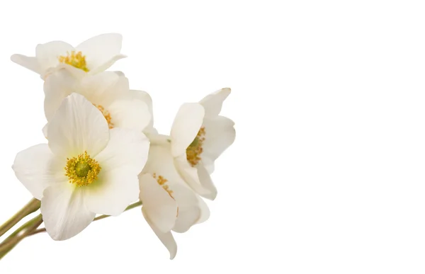 Witte bloem anemone dubravnaya geïsoleerd — Stockfoto