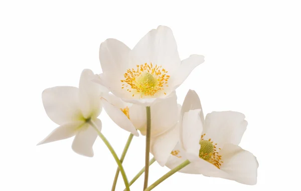 Witte bloem anemone dubravnaya geïsoleerd — Stockfoto