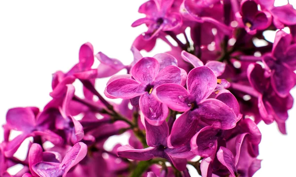 Lilac close up — Stock Photo, Image