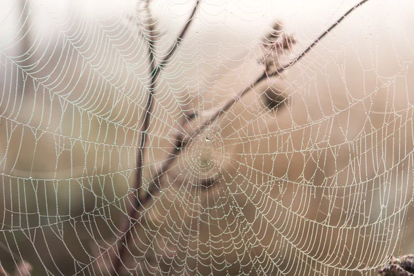 Teia de aranha no início da manhã — Fotografia de Stock