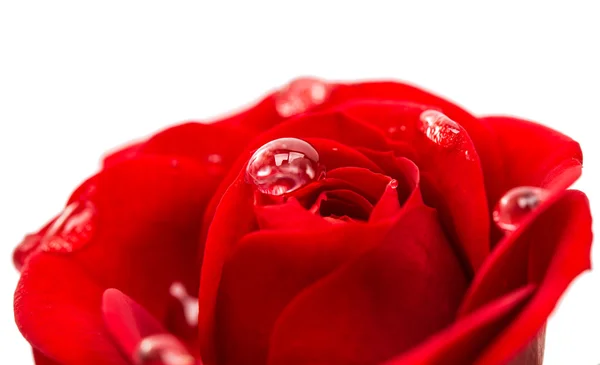 Beautiful red rose — Stock Photo, Image