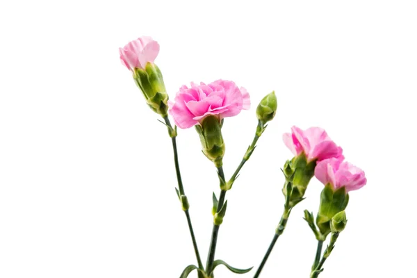 Pink carnation beautiful — Stock Photo, Image