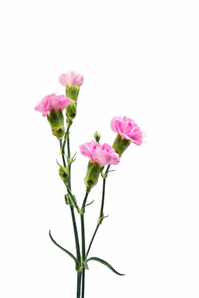 Garofano rosa bello — Foto Stock