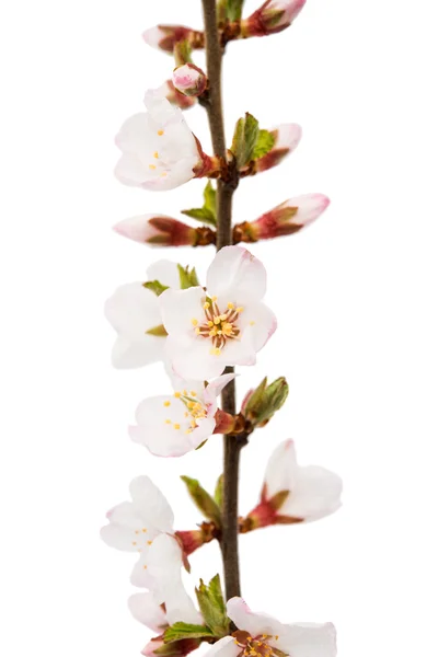 Zweig mit Kirschblüten — Stockfoto