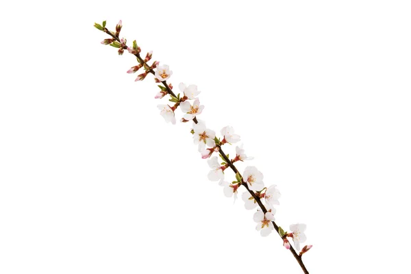 สาขาที่มีดอกไม้เชอร์รี่ — ภาพถ่ายสต็อก