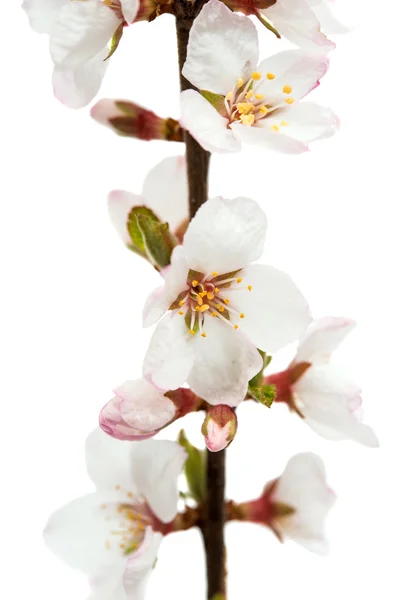 Zweig mit Kirschblüten — Stockfoto