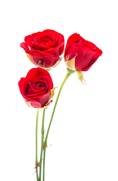 Beautiful red rose — Stock Photo, Image