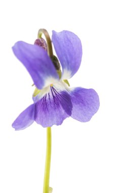 Menekşe çiçeği yalıtılmış