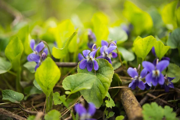 Paarse bloem groeit — Stockfoto