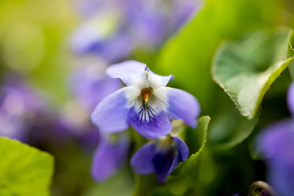 Violett blomma växer — Stockfoto