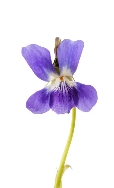 Veilchenblüte isoliert — Stockfoto