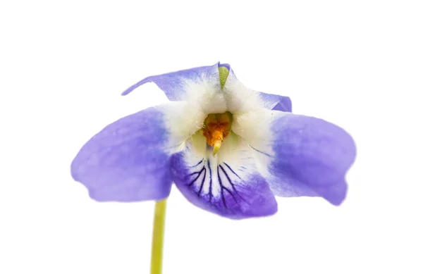 Violet flower isolated — Stock Photo, Image