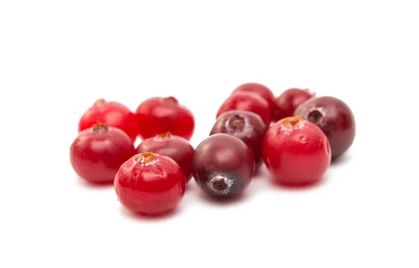 Cranberries fruit red — Stock Photo, Image