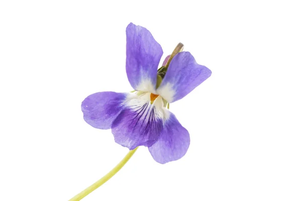 Violette bloem geïsoleerd — Stockfoto