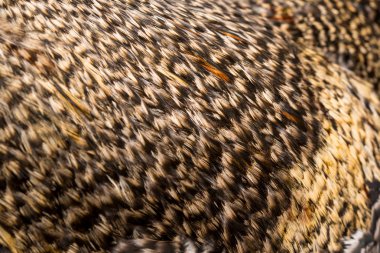 arka plan tüy horoz portre