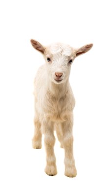 keçi küçük izole 