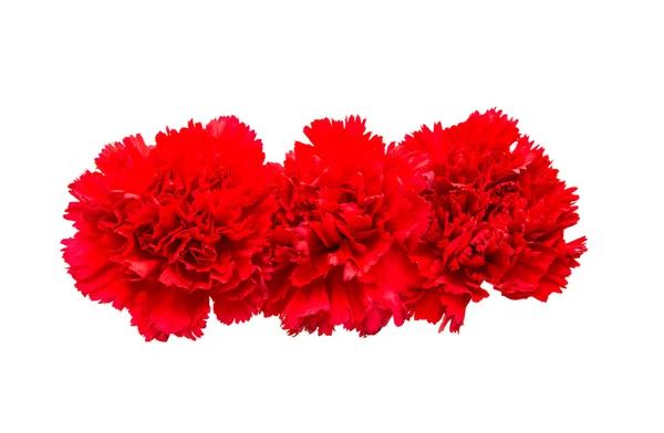 Red carnation isolated — Stock Photo, Image