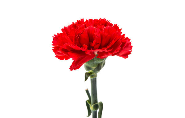 red carnation isolated 