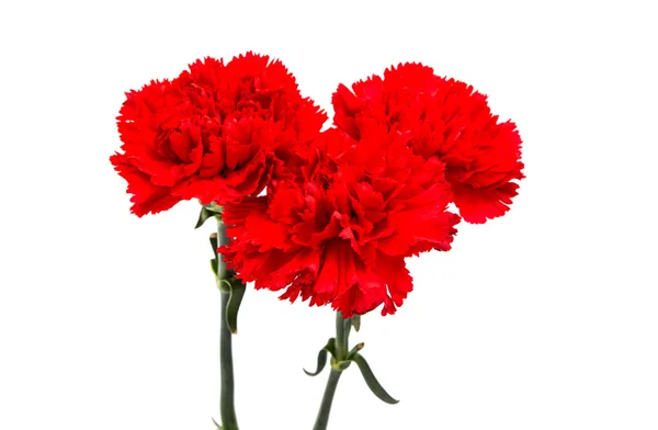 Red carnation isolated — Stock Photo, Image