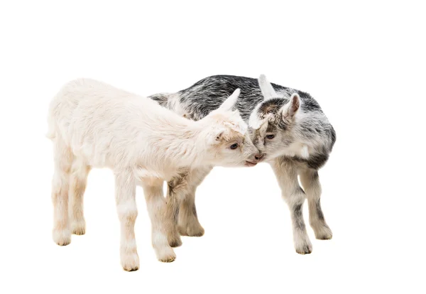 Small goats isolated — Stock Photo, Image