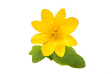 izole sarı bahar çiçek 