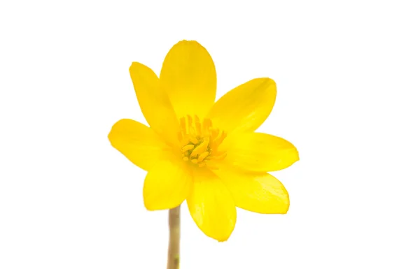 Flor amarela primavera isolada — Fotografia de Stock