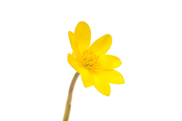 分離された黄色の春の花 — ストック写真